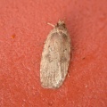 Agonopterix heracliana/ciliella - Kenneth Noble